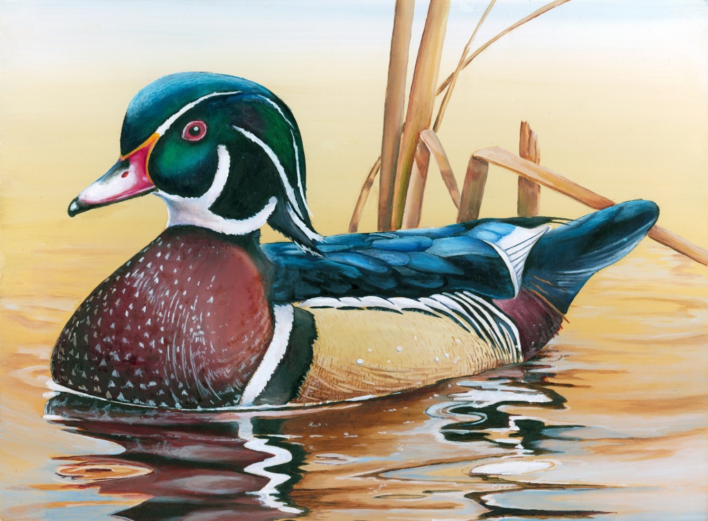 Junior Duck Stamp Wettbewerb jigsaw puzzle in Tiere puzzles on TheJigsawPuzzles.com