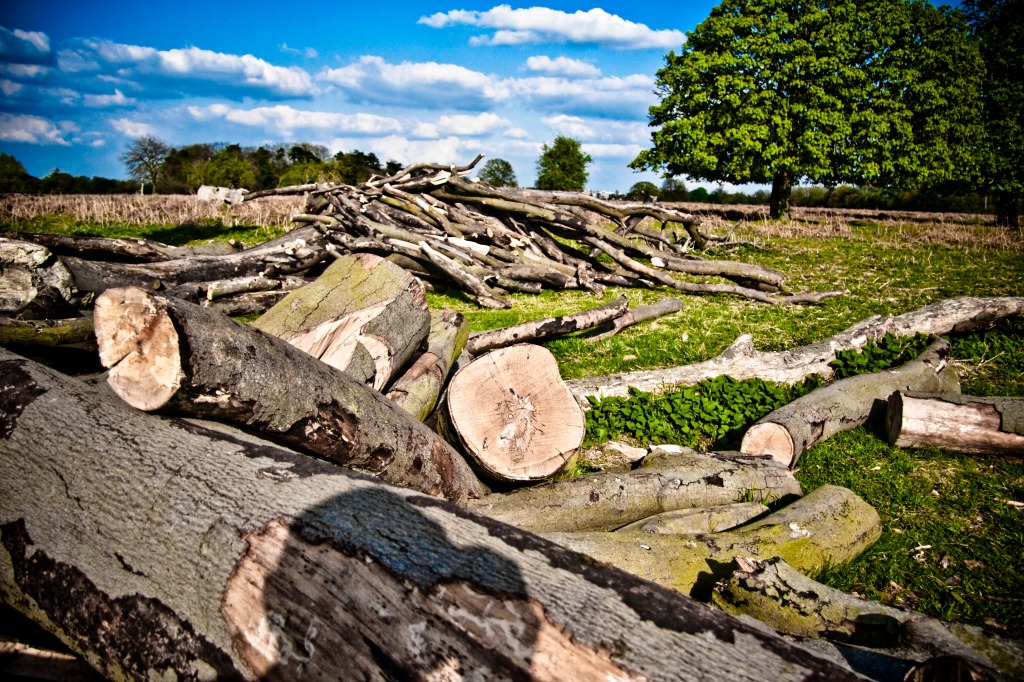 Logs Lying in Bushy Park jigsaw puzzle in Puzzle of the Day puzzles on TheJigsawPuzzles.com