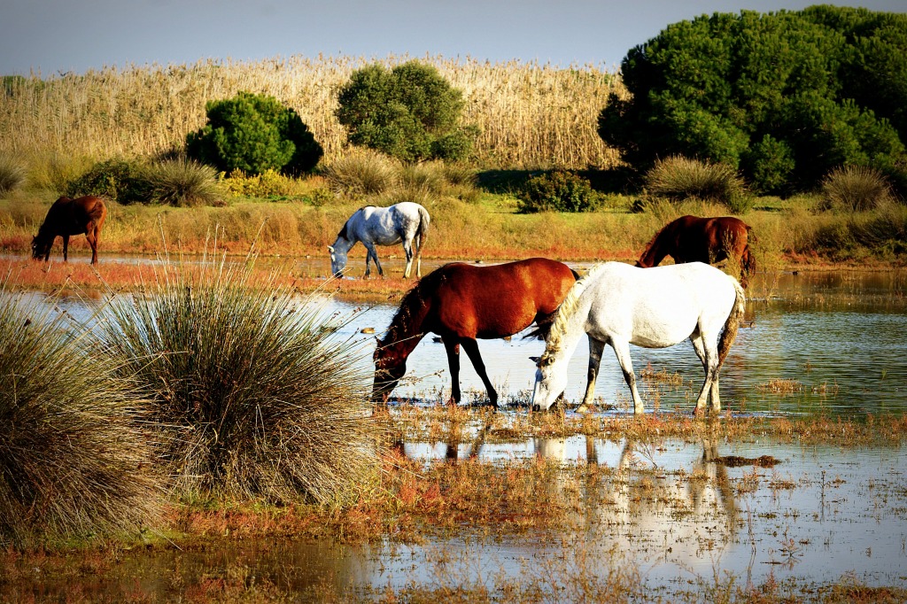 Horses jigsaw puzzle in Animals puzzles on TheJigsawPuzzles.com