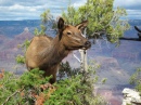 Young Elk in Grand Canyon NP