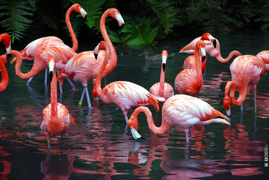 Flamingos Dschungelgarten jigsaw puzzle in Tiere puzzles on TheJigsawPuzzles.com