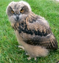 Baby European Eagle Owl