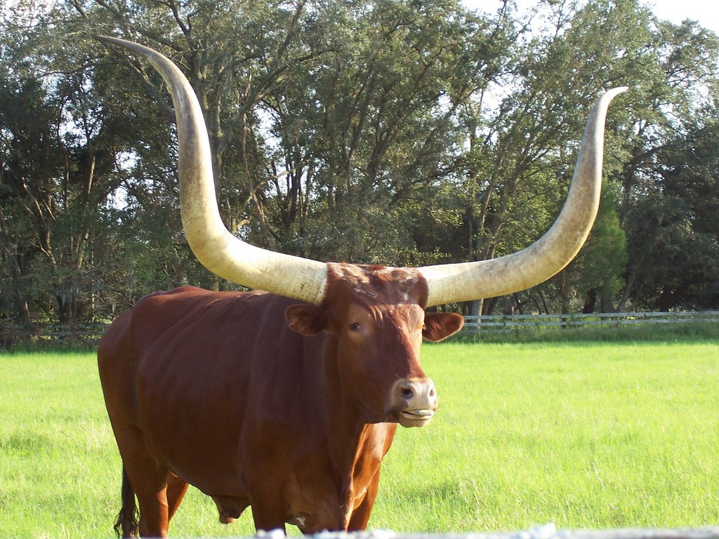 Longhorn Steer jigsaw puzzle in Animals puzzles on TheJigsawPuzzles.com