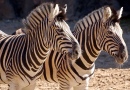 Zebras at Philadelphia Zoo