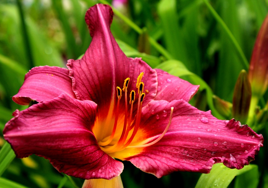 Blooming Lily jigsaw puzzle in Puzzle of the Day puzzles on TheJigsawPuzzles.com