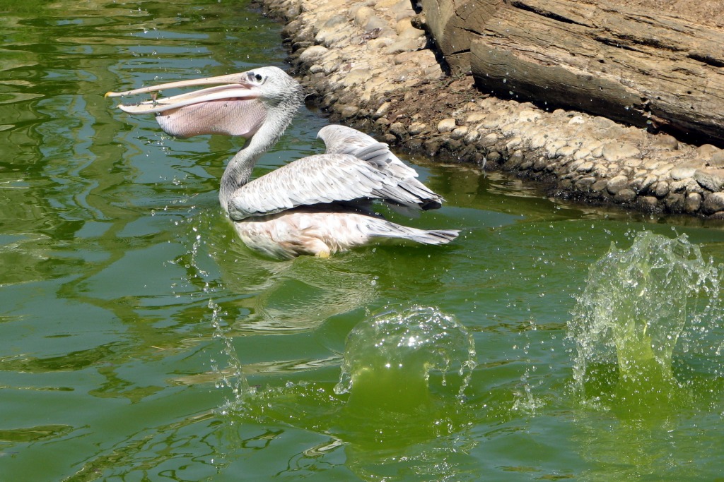 Pelican jigsaw puzzle in Animals puzzles on TheJigsawPuzzles.com
