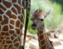 One Day Old Giraffe with Mother