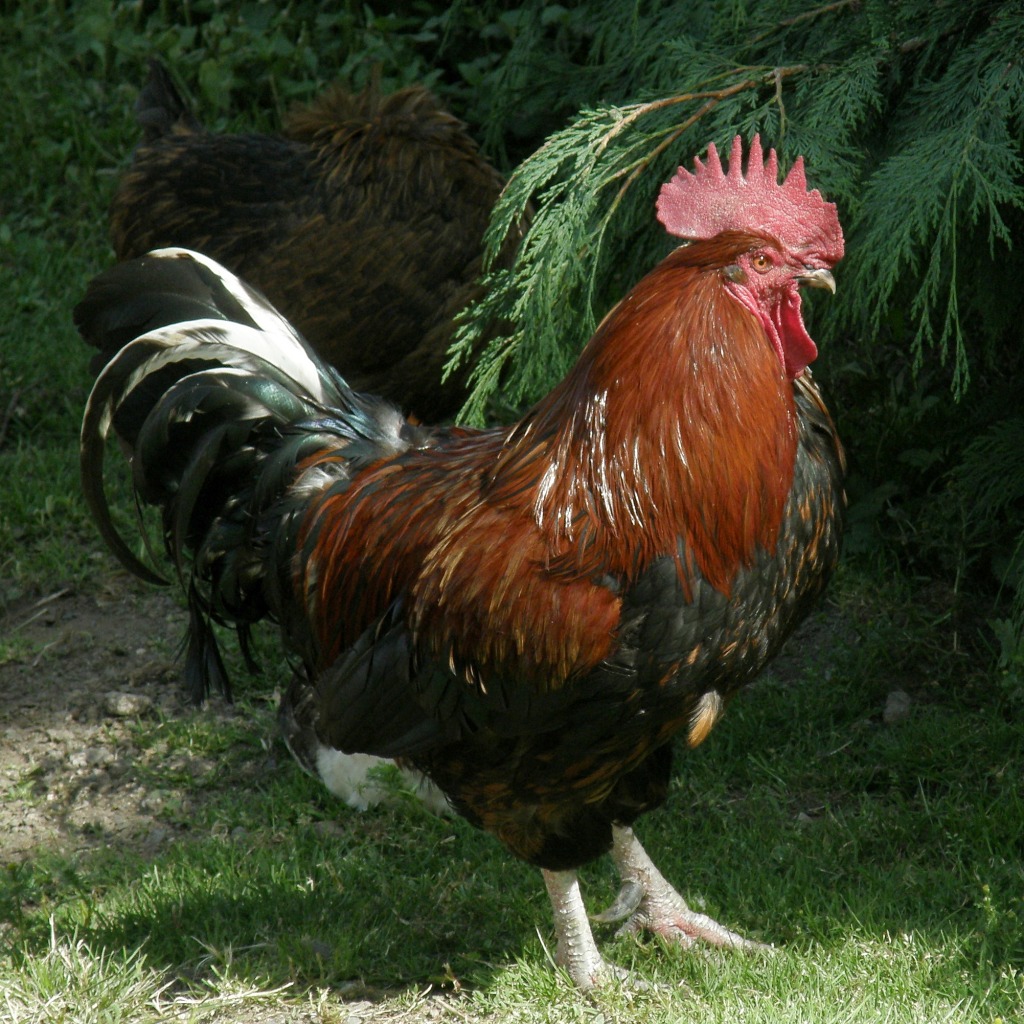 As Proud as a Rooster Can Be jigsaw puzzle in Animals puzzles on TheJigsawPuzzles.com