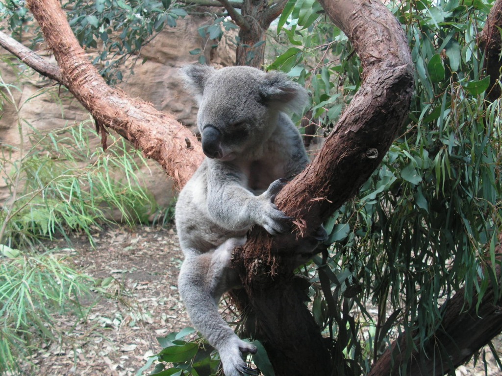 Koala, Sydney Aquarium et Wildlife World jigsaw puzzle in Animaux puzzles on TheJigsawPuzzles.com