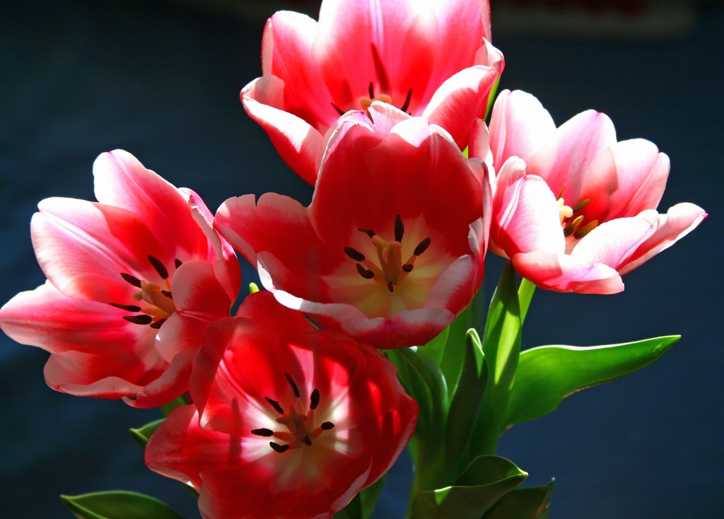 Tulips in the Morning Sun jigsaw puzzle in Flowers puzzles on TheJigsawPuzzles.com