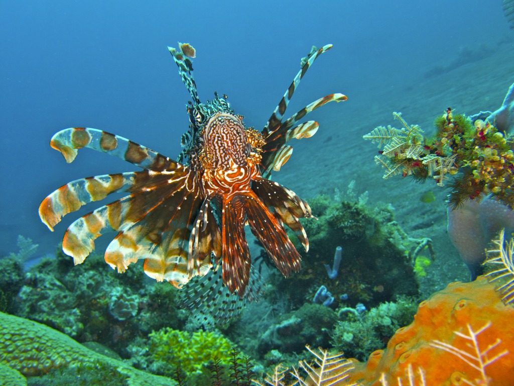 Lionfish in Comodo, Indonesia jigsaw puzzle in Under the Sea puzzles on TheJigsawPuzzles.com
