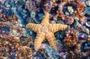 Vibrant Starfish