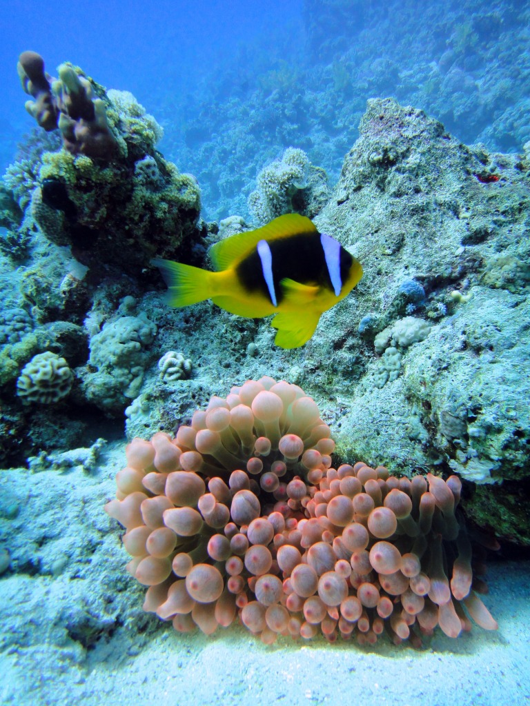 Anemone and Clownfish, Red Sea jigsaw puzzle in Under the Sea puzzles on TheJigsawPuzzles.com