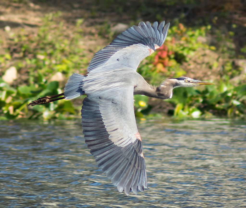 Great Blue Heron Showing Wing Span jigsaw puzzle in Animals puzzles on TheJigsawPuzzles.com