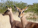 Impala, Etosha National Park