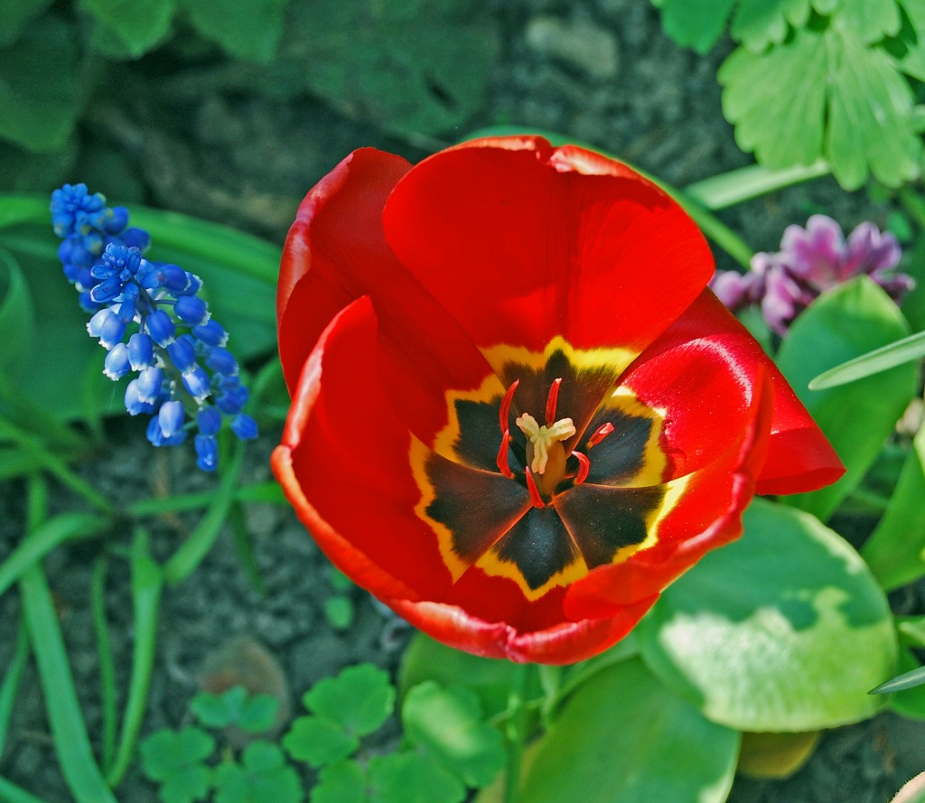 Tulip and Grape Hyacinth jigsaw puzzle in Macro puzzles on TheJigsawPuzzles.com