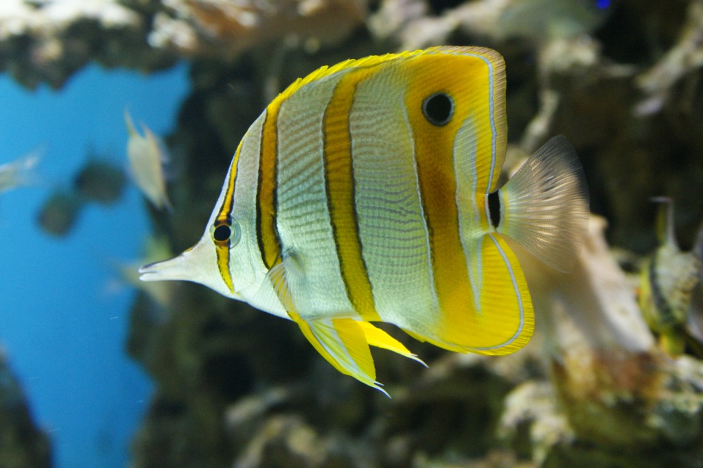 Copperband Butterflyfish jigsaw puzzle in Under the Sea puzzles on TheJigsawPuzzles.com
