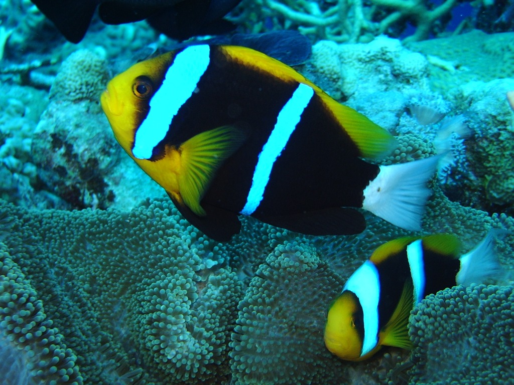 Great Barrier Reef Diving jigsaw puzzle in Under the Sea puzzles on TheJigsawPuzzles.com