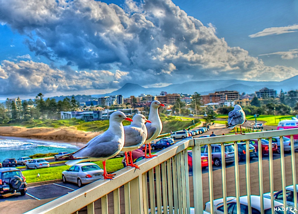 Gulls in New South Wales jigsaw puzzle in Animals puzzles on TheJigsawPuzzles.com