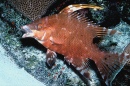 Young Hogfish in Curaçao