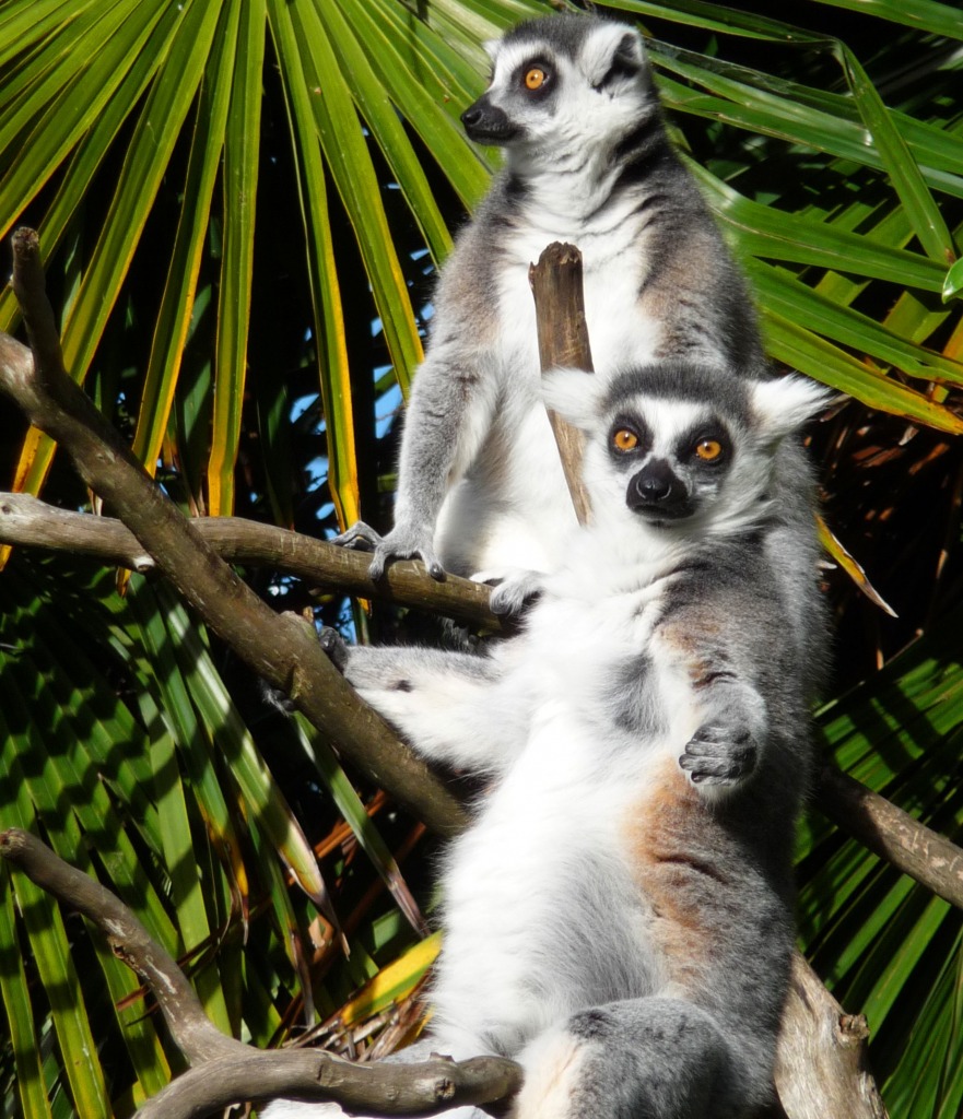Lemurs, Auckland Zoo jigsaw puzzle in Animals puzzles on TheJigsawPuzzles.com