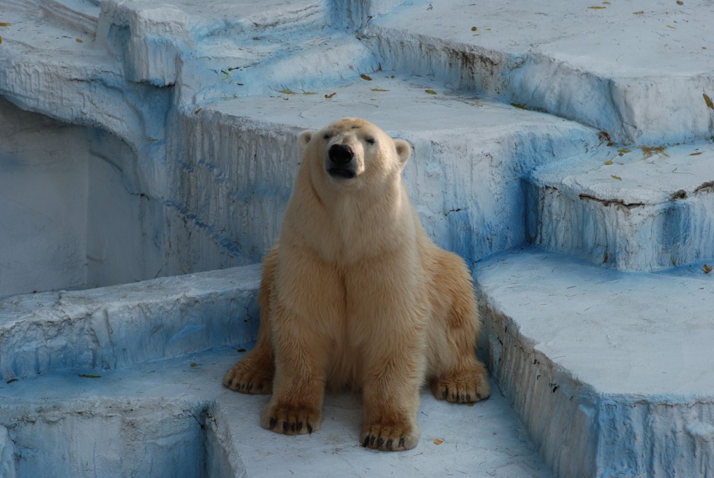 Eisbär jigsaw puzzle in Tiere puzzles on TheJigsawPuzzles.com