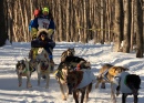 Sled Dog Race in Anchorage, Alaska