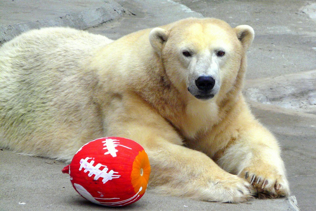 Happy Polar Bear, San Francisco Zoo jigsaw puzzle in Puzzle of the Day puzzles on TheJigsawPuzzles.com
