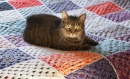 Kitty on the Crochet Blanket