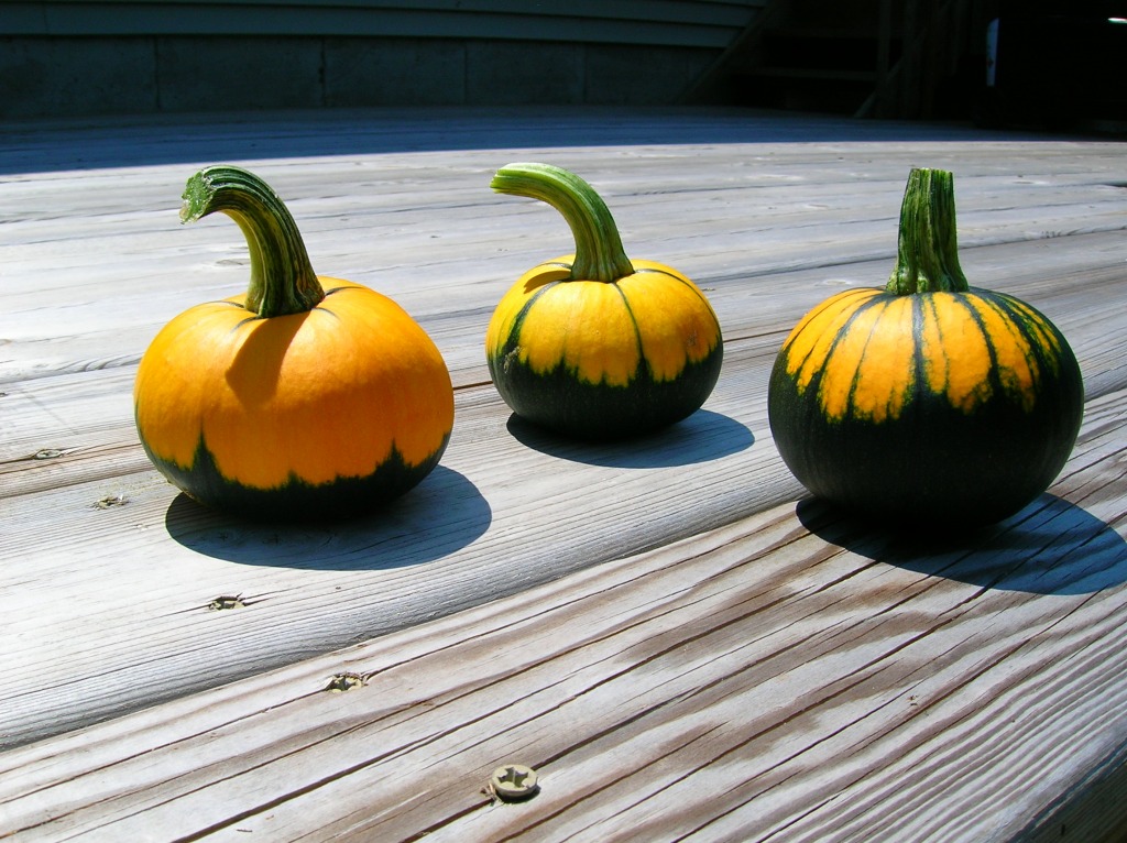 Batwing Pumpkins jigsaw puzzle in Fruits & Veggies puzzles on TheJigsawPuzzles.com