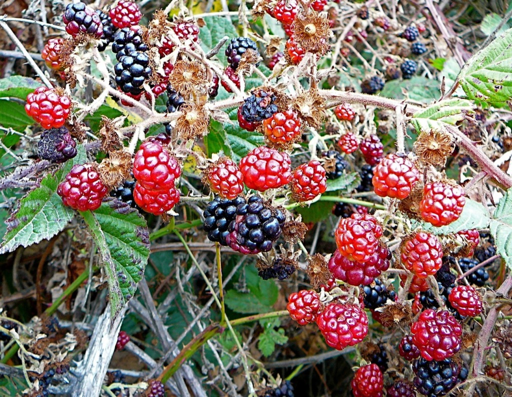 Brombeeren jigsaw puzzle in Obst & Gemüse puzzles on TheJigsawPuzzles.com