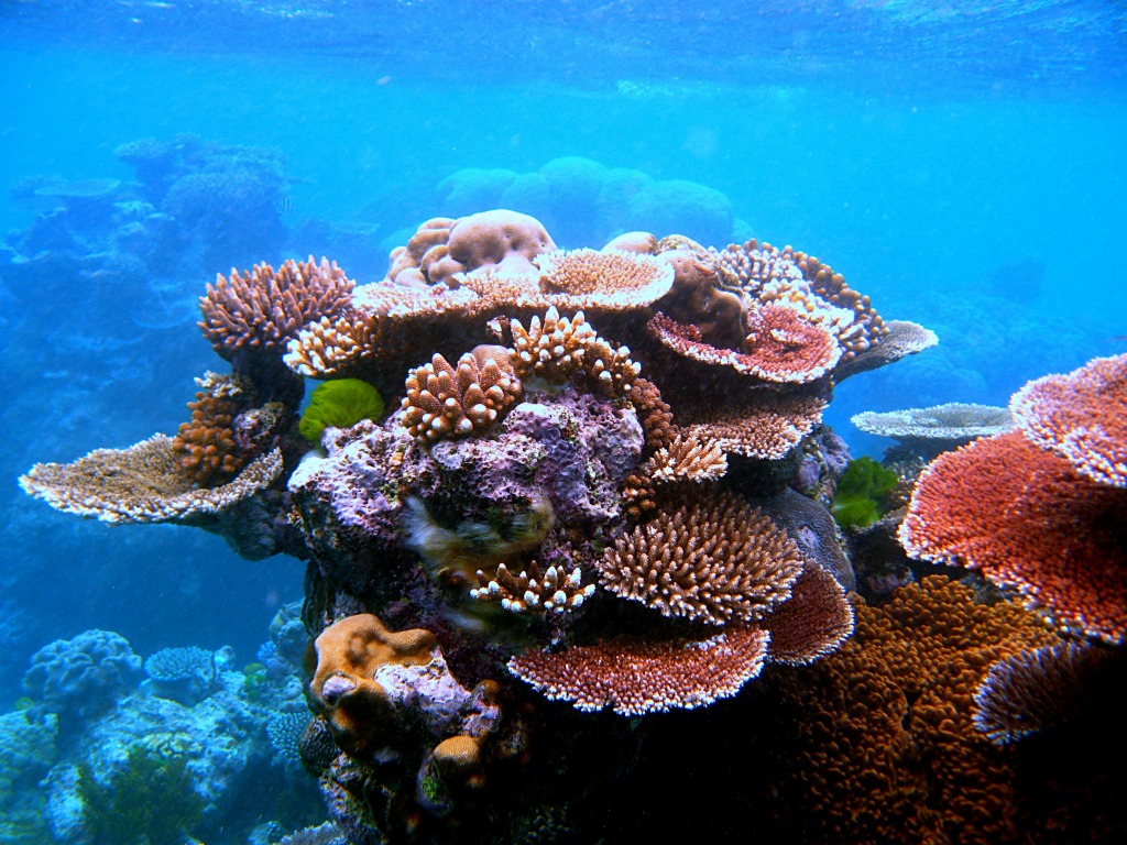 Korallen im Flynn Reef jigsaw puzzle in Unter dem Meer puzzles on TheJigsawPuzzles.com