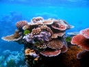 Corals on Flynn Reef