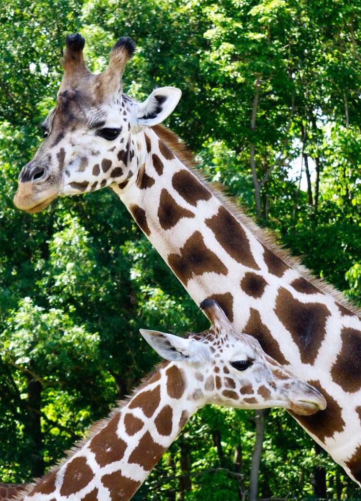 Giraffe Mom and Baby jigsaw puzzle in Animals puzzles on TheJigsawPuzzles.com