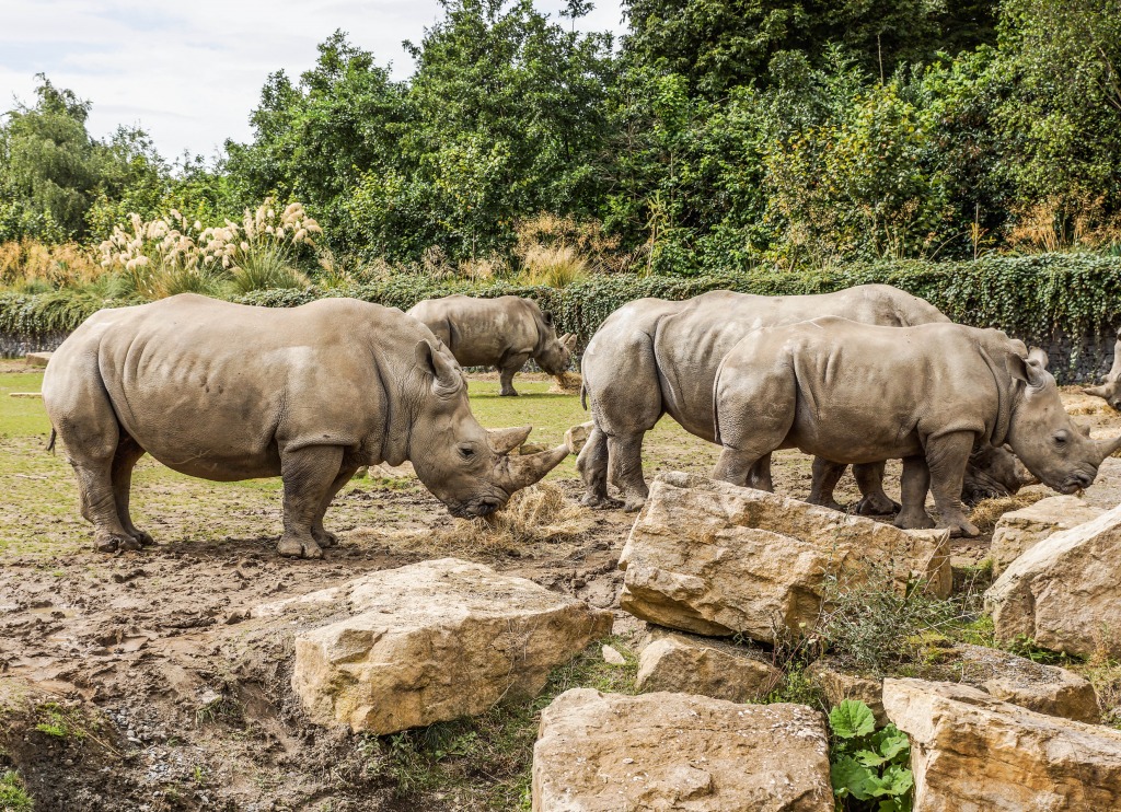 White Rhinos in Dublin Zoo jigsaw puzzle in Animals puzzles on TheJigsawPuzzles.com