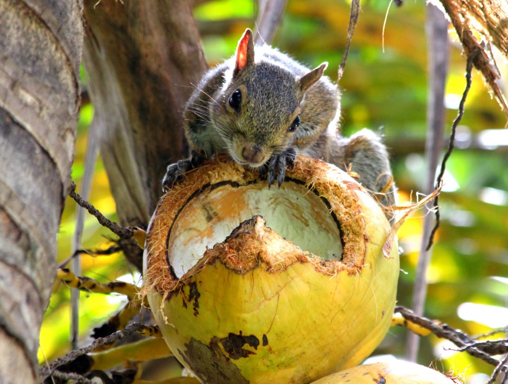 Greedy Squirrel jigsaw puzzle in Animals puzzles on TheJigsawPuzzles.com