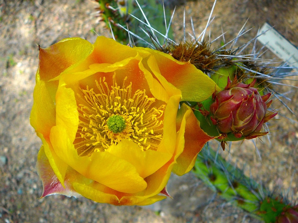Cactos jigsaw puzzle in Flores puzzles on TheJigsawPuzzles.com