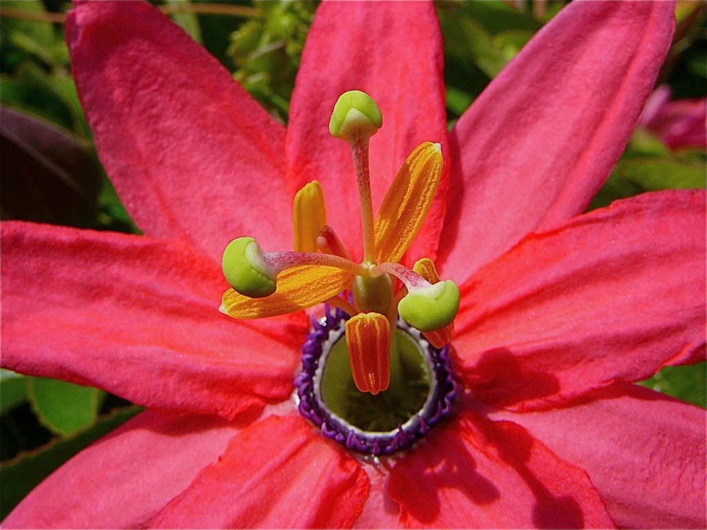 Passiflora jigsaw puzzle in Flores puzzles on TheJigsawPuzzles.com