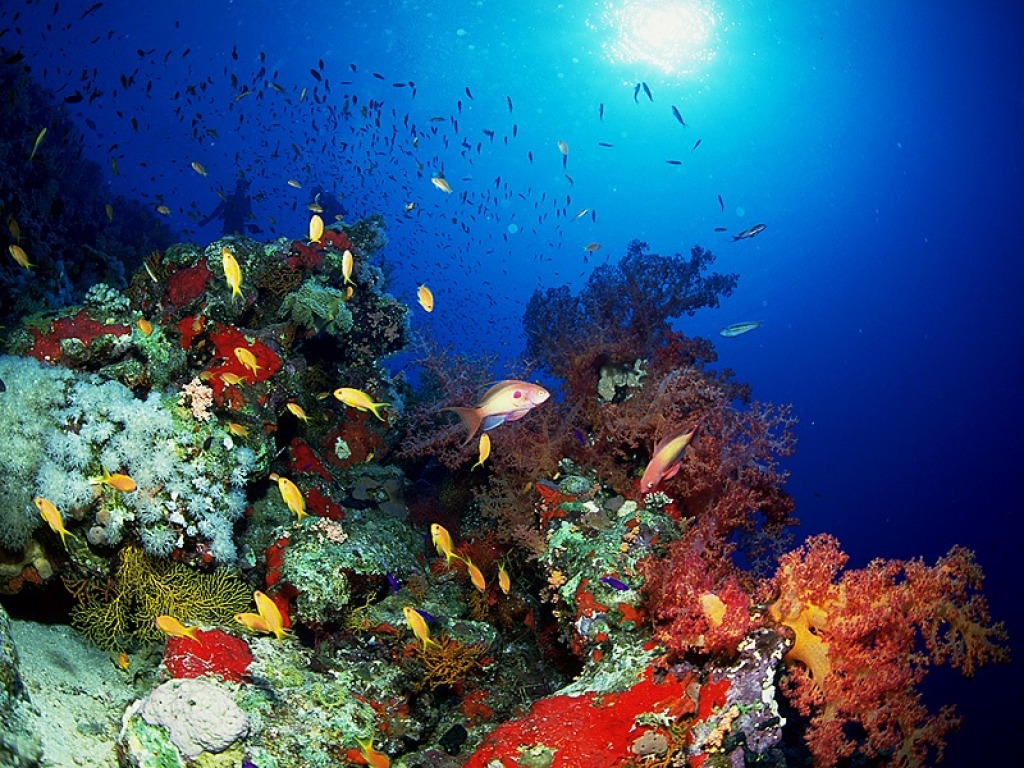 Diving Deep jigsaw puzzle in Under the Sea puzzles on TheJigsawPuzzles.com