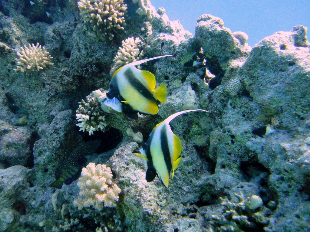 Bannerfish on Temple Reef jigsaw puzzle in Under the Sea puzzles on TheJigsawPuzzles.com