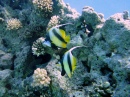 Bannerfish on Temple Reef