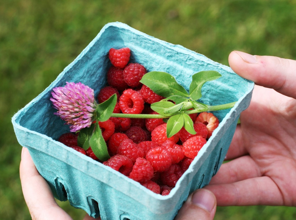 Raspberries and Clover jigsaw puzzle in Fruits & Veggies puzzles on TheJigsawPuzzles.com