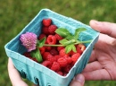 Raspberries and Clover
