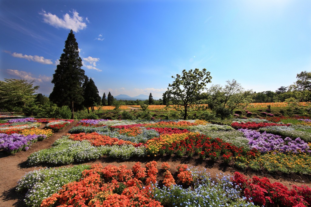 Parc Kujuu-Hana-Kouen, Japon jigsaw puzzle in Fleurs puzzles on TheJigsawPuzzles.com