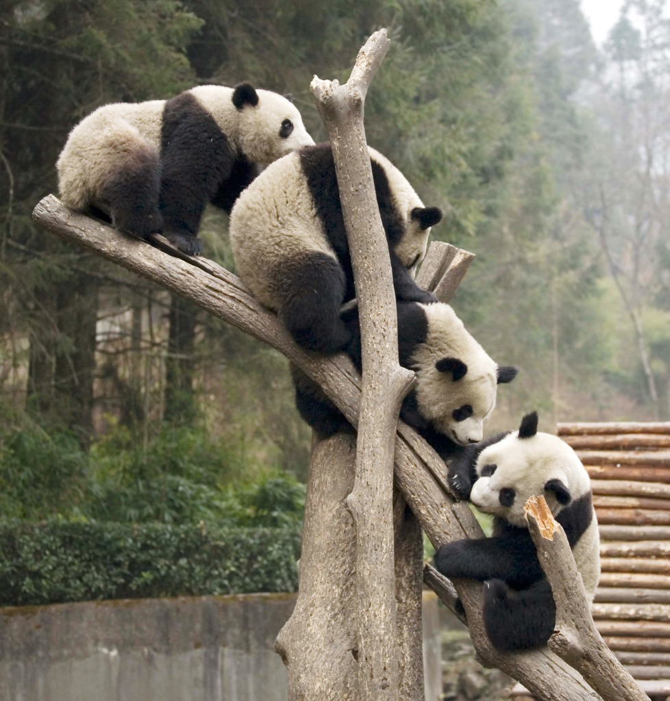 Giant Pandas in Wolong, China jigsaw puzzle in Puzzle of the Day puzzles on TheJigsawPuzzles.com