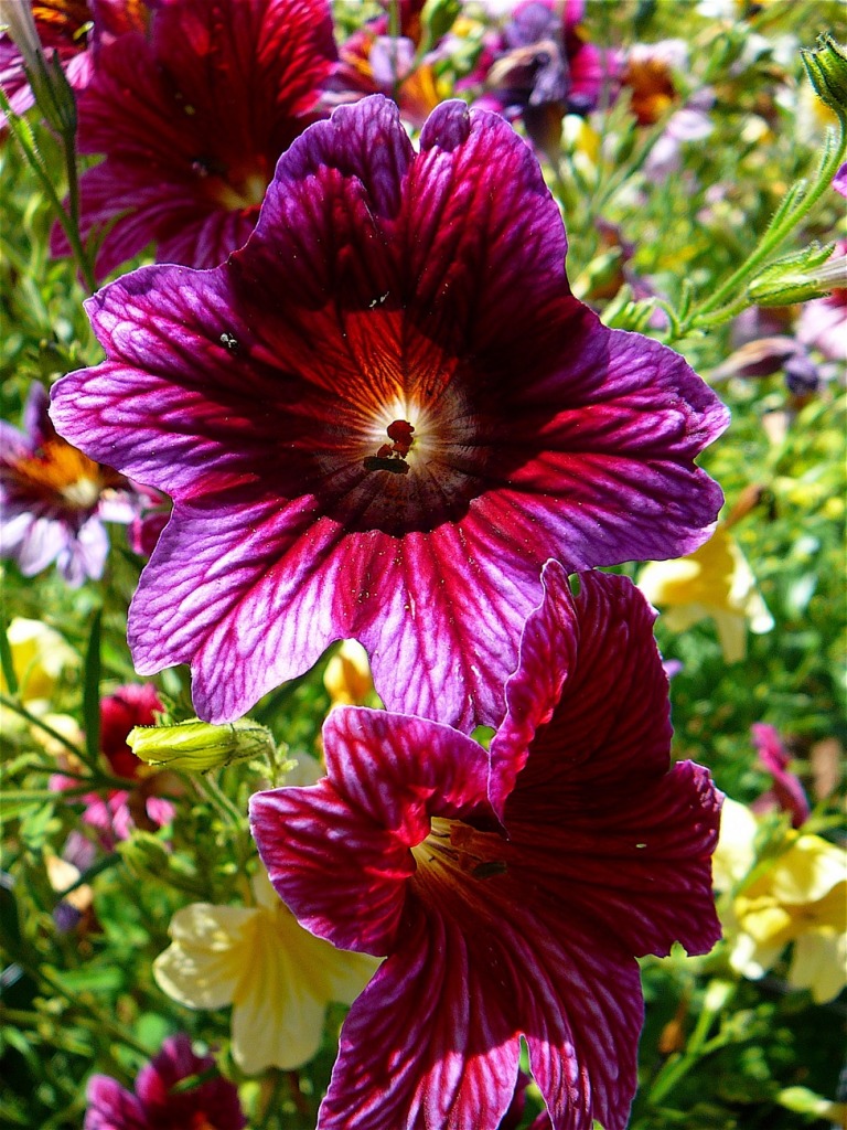 Salpiglossis jigsaw puzzle in Flowers puzzles on TheJigsawPuzzles.com