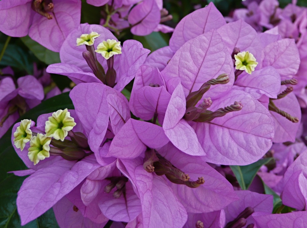 Bougainvillea jigsaw puzzle in Flowers puzzles on TheJigsawPuzzles.com
