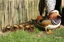 Mandarin Duck and Ducklings