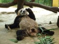 Panda + Bamboo = Lazy Panda