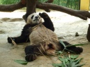 Panda + Bamboo = Lazy Panda